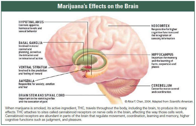 This image has an empty alt attribute; its file name is marijuana-brain.jpg